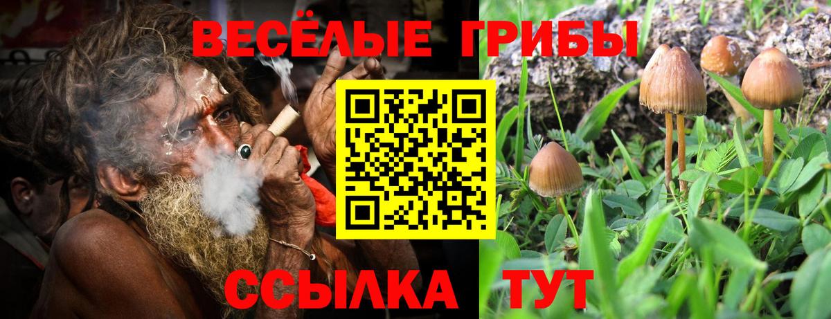 Галлюциногенные грибы Psilocybe Вологда